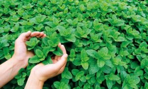 Pious Orchards Greenery