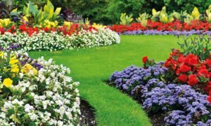 Pious Orchards Plants